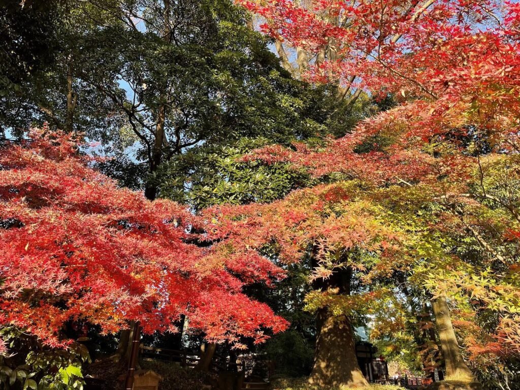 🏞️ 카와고에 공원(카와고에 코엔) 이미지 7